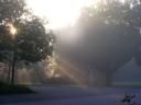 Baum im Nebel, durch den die Sonne scheint (sichtbare Sonnenstrahlen)
